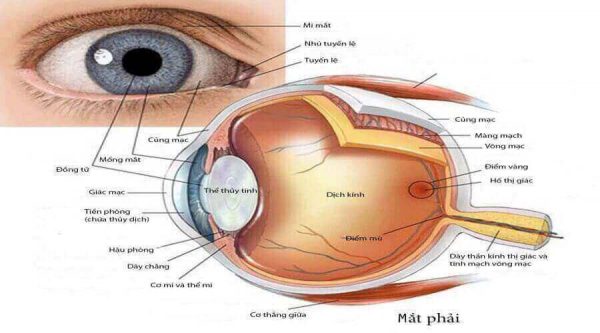 phòng biến chứng ở mắt khi bị tiểu đường