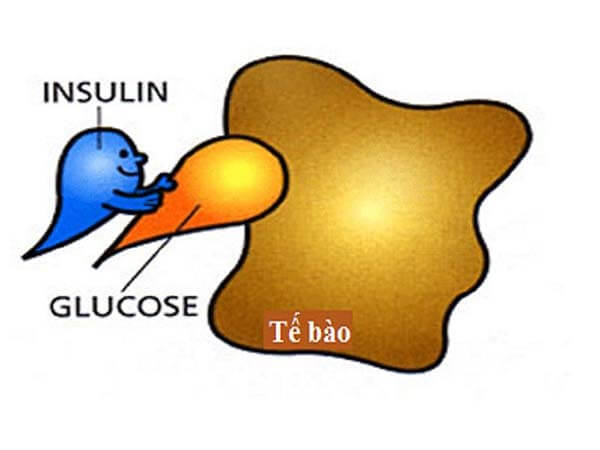 Insulin trong chuyển hóa glucid