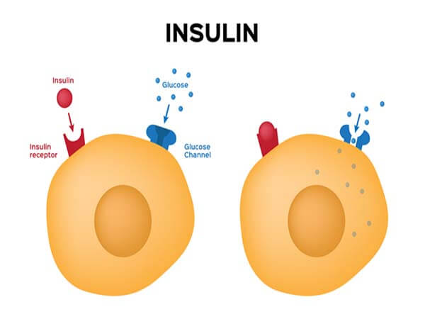 Insulin là gì?