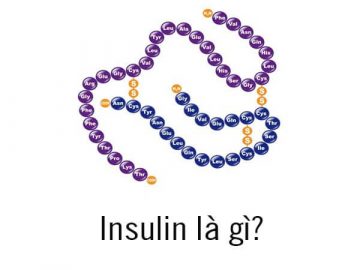Insulin là gì? Tác dụng của insulin trong cơ thể con người